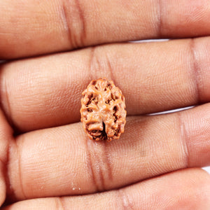 2 Mukhi Rudraksha from Indonesia - Bead No. 252