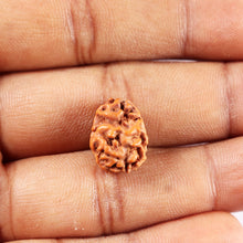 Load image into Gallery viewer, 2 Mukhi Rudraksha from Indonesia - Bead No. 253
