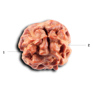 2 Mukhi Rudraksha from Indonesia - Bead No. 254