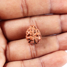 Load image into Gallery viewer, 2 Mukhi Rudraksha from Indonesia - Bead No. 255
