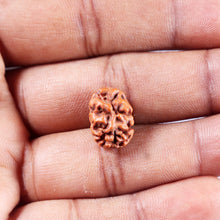 Load image into Gallery viewer, 2 Mukhi Rudraksha from Indonesia - Bead No. 256
