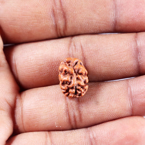 2 Mukhi Rudraksha from Indonesia - Bead No. 256