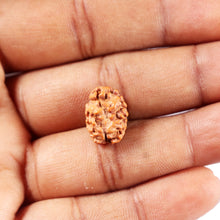 Load image into Gallery viewer, 2 Mukhi Rudraksha from Indonesia - Bead No. 257
