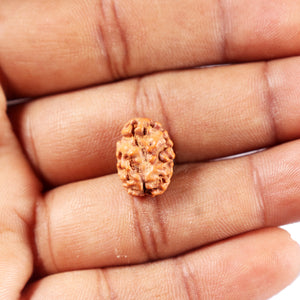 2 Mukhi Rudraksha from Indonesia - Bead No. 257