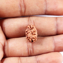 Load image into Gallery viewer, 2 Mukhi Rudraksha from Indonesia - Bead No. 258
