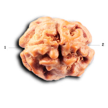 Load image into Gallery viewer, 2 Mukhi Rudraksha from Indonesia - Bead No. 259
