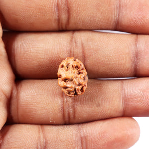 2 Mukhi Rudraksha from Indonesia - Bead No. 259