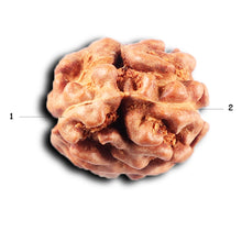 Load image into Gallery viewer, 2 Mukhi Rudraksha from Indonesia - Bead No. 260
