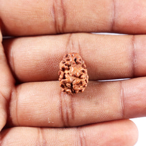 2 Mukhi Rudraksha from Indonesia - Bead No. 260