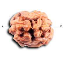 Load image into Gallery viewer, 2 Mukhi Rudraksha from Indonesia - Bead No. 261
