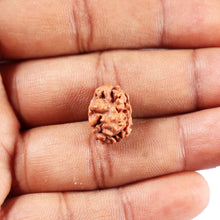 Load image into Gallery viewer, 2 Mukhi Rudraksha from Indonesia - Bead No. 261
