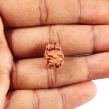 Load image into Gallery viewer, 2 Mukhi Rudraksha from Indonesia - Bead No. 263
