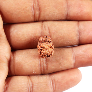 2 Mukhi Rudraksha from Indonesia - Bead No. 263