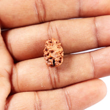 Load image into Gallery viewer, 2 Mukhi Rudraksha from Indonesia - Bead No. 265
