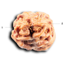 Load image into Gallery viewer, 2 Mukhi Rudraksha from Indonesia - Bead No. 266
