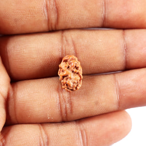 2 Mukhi Rudraksha from Indonesia - Bead No. 266