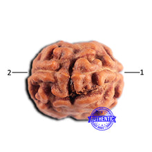 Load image into Gallery viewer, 2 Mukhi Rudraksha from Indonesia - Bead No. 178
