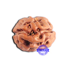 Load image into Gallery viewer, 2 Mukhi Rudraksha from Indonesia - Bead No. 178
