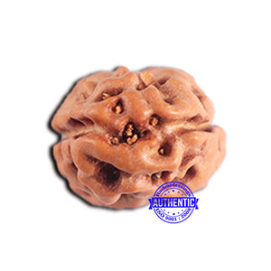 2 Mukhi Rudraksha from Indonesia - Bead No. 178