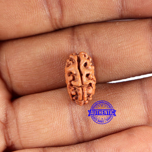 2 Mukhi Rudraksha from Indonesia - Bead No. 178