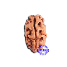 Load image into Gallery viewer, 2 Mukhi Rudraksha from Indonesia - Bead No. 178
