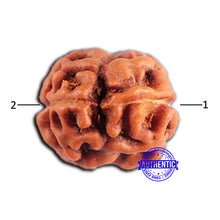 Load image into Gallery viewer, 2 Mukhi Rudraksha from Indonesia - Bead No. 179
