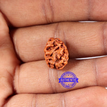 Load image into Gallery viewer, 2 Mukhi Rudraksha from Indonesia - Bead No. 179
