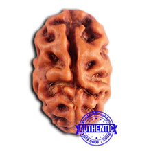 Load image into Gallery viewer, 2 Mukhi Rudraksha from Indonesia - Bead No. 179
