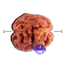 Load image into Gallery viewer, 2 Mukhi Rudraksha from Indonesia - Bead No. 180
