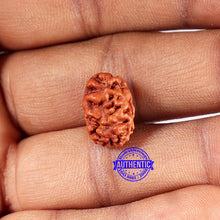 Load image into Gallery viewer, 2 Mukhi Rudraksha from Indonesia - Bead No. 180
