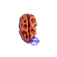 Load image into Gallery viewer, 2 Mukhi Rudraksha from Indonesia - Bead No. 180
