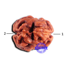 Load image into Gallery viewer, 2 Mukhi Rudraksha from Indonesia - Bead No. 181
