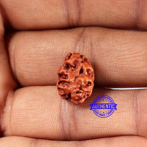 2 Mukhi Rudraksha from Indonesia - Bead No. 181