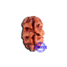 Load image into Gallery viewer, 2 Mukhi Rudraksha from Indonesia - Bead No. 181
