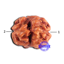 Load image into Gallery viewer, 2 Mukhi Rudraksha from Indonesia - Bead No. 183
