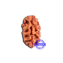 Load image into Gallery viewer, 2 Mukhi Rudraksha from Indonesia - Bead No. 183
