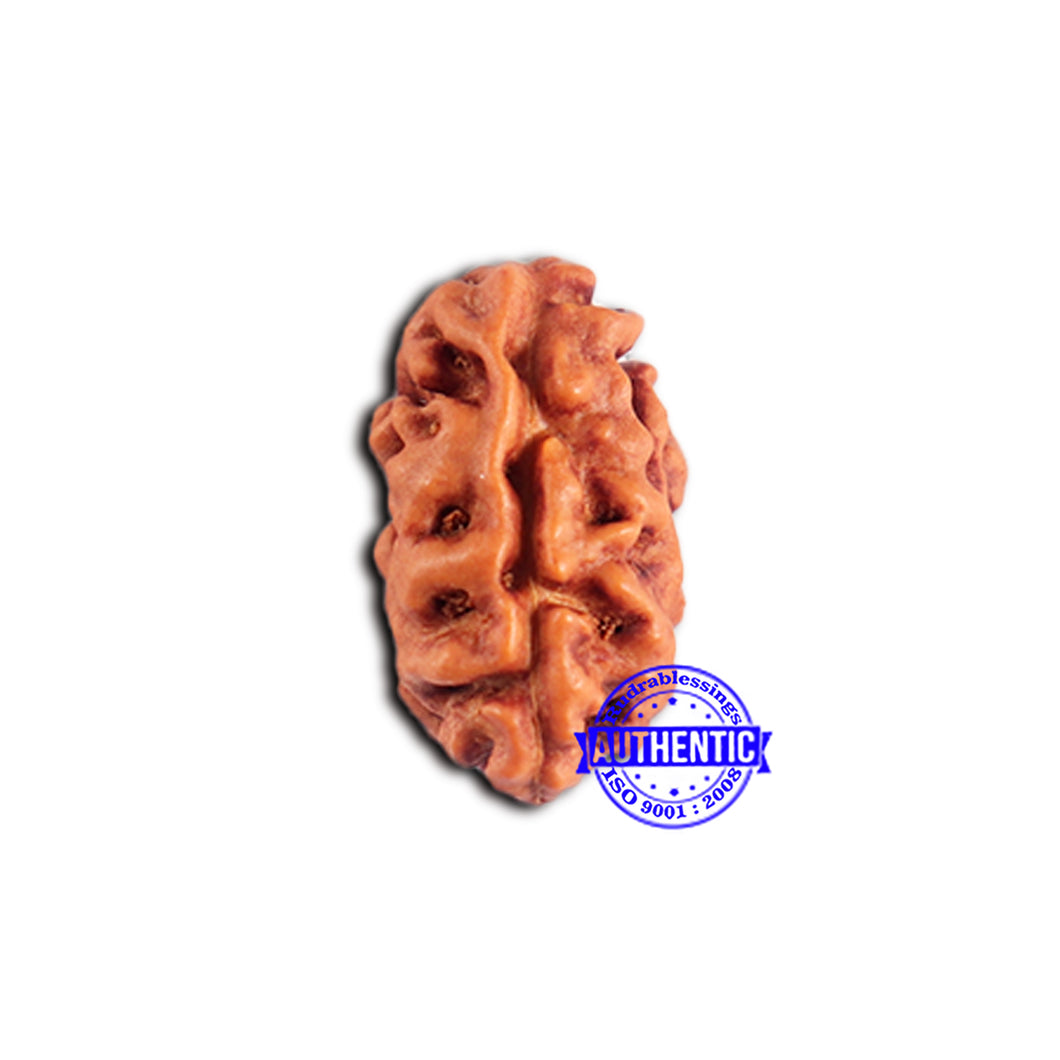 2 Mukhi Rudraksha from Indonesia - Bead No. 183