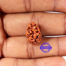 Load image into Gallery viewer, 2 Mukhi Rudraksha from Indonesia - Bead No. 184
