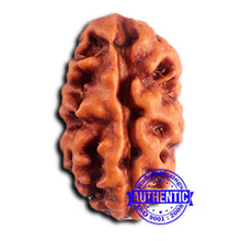 Load image into Gallery viewer, 2 Mukhi Rudraksha from Indonesia - Bead No. 184
