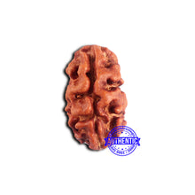 Load image into Gallery viewer, 2 Mukhi Rudraksha from Indonesia - Bead No. 185
