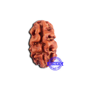 2 Mukhi Rudraksha from Indonesia - Bead No. 185