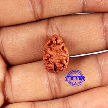 Load image into Gallery viewer, 2 Mukhi Rudraksha from Indonesia - Bead No. 186
