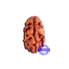 Load image into Gallery viewer, 2 Mukhi Rudraksha from Indonesia - Bead No. 186
