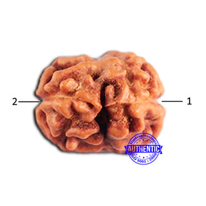 2 Mukhi Rudraksha from Indonesia - Bead No. 187