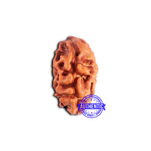 Load image into Gallery viewer, 2 Mukhi Rudraksha from Indonesia - Bead No. 187
