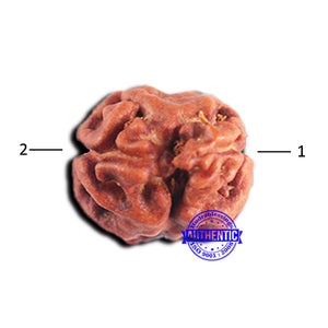 2 Mukhi Rudraksha from Indonesia - Bead No. 188