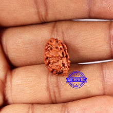 Load image into Gallery viewer, 2 Mukhi Rudraksha from Indonesia - Bead No. 188
