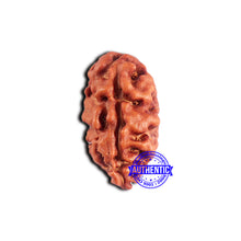 Load image into Gallery viewer, 2 Mukhi Rudraksha from Indonesia - Bead No. 188
