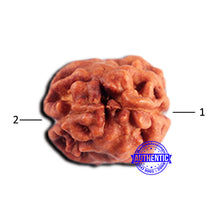 Load image into Gallery viewer, 2 Mukhi Rudraksha from Indonesia - Bead No. 189
