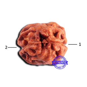 2 Mukhi Rudraksha from Indonesia - Bead No. 189